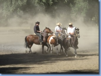 3 Reiter mit Stier beim Rodeokurs.